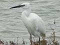 2008_12_Camargue_04 Les Saintes Maries_19